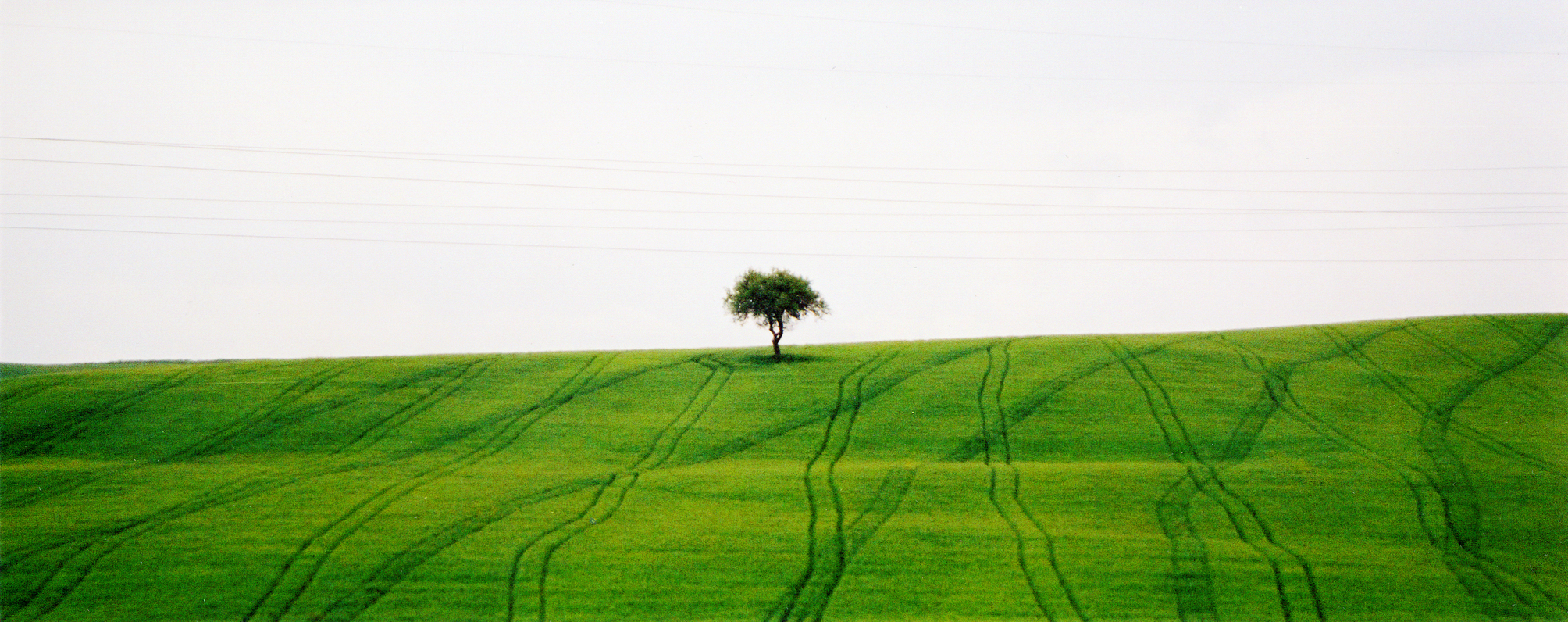 Green Landscape & Tree